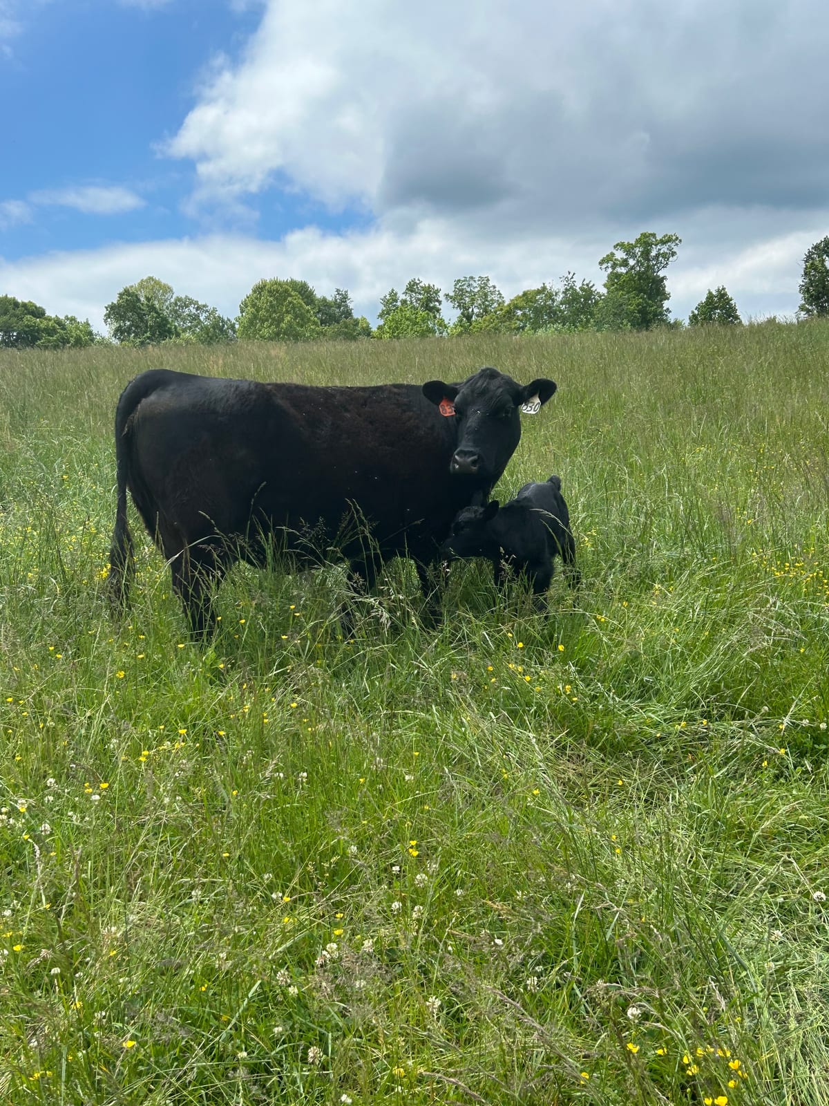 Meet Peanut, Our Cattle Man and Race Car Driver