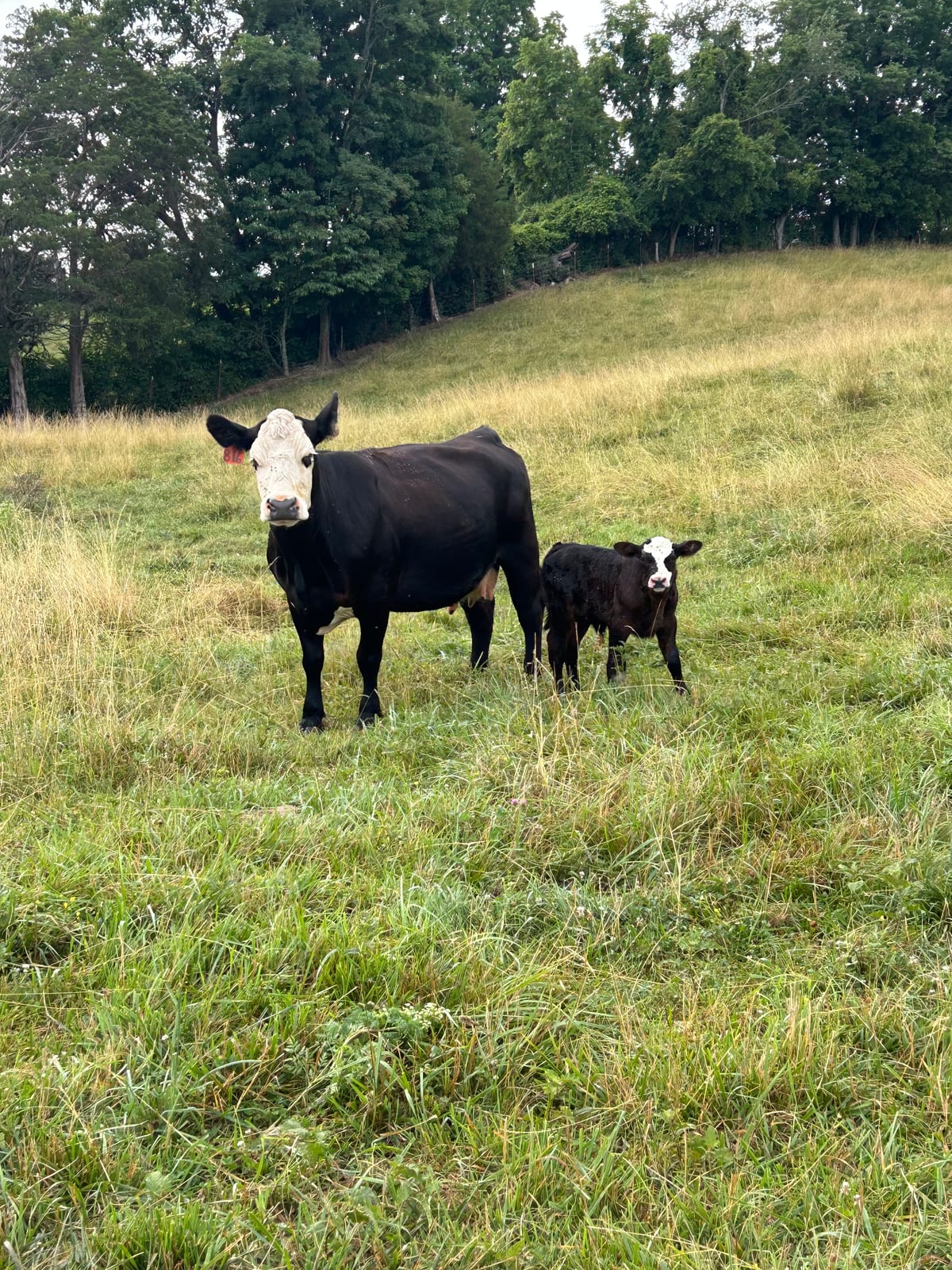 Meet Peanut, Our Cattle Man and Race Car Driver