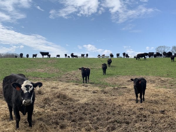 Black Angus cattle grazing the pasture at Fugate Farms